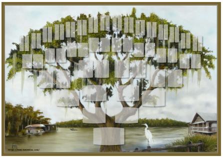 Arbre illustr 6 gnrations Chne de Virginie